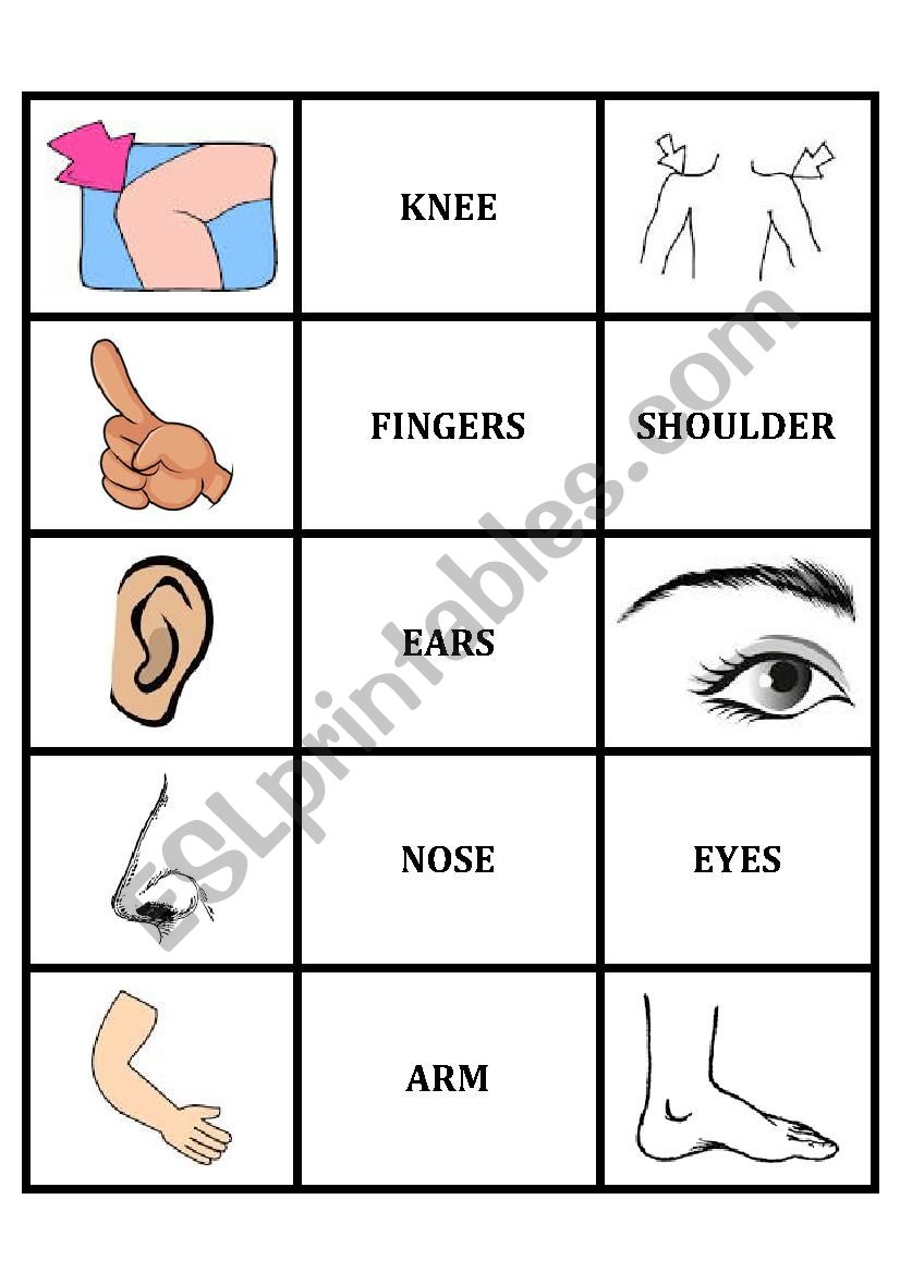 Memory Body Parts worksheet