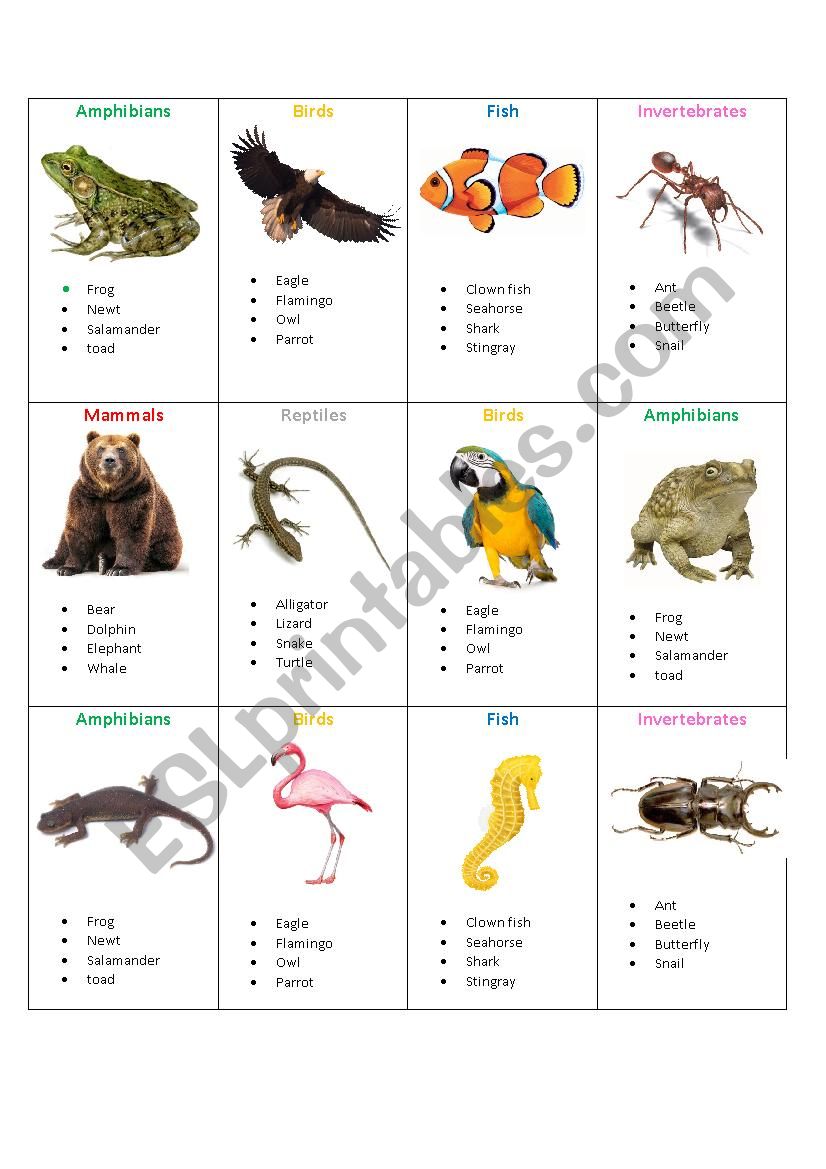 Animal groups game worksheet