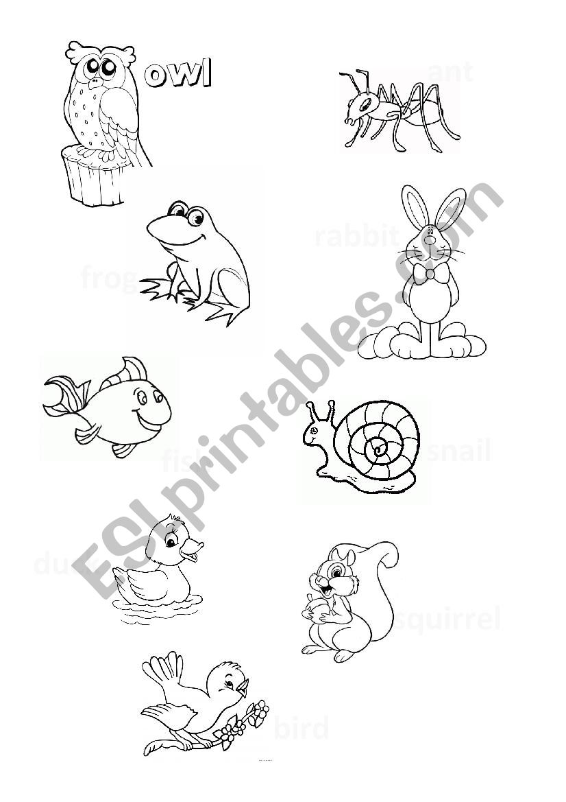 Animals worksheet