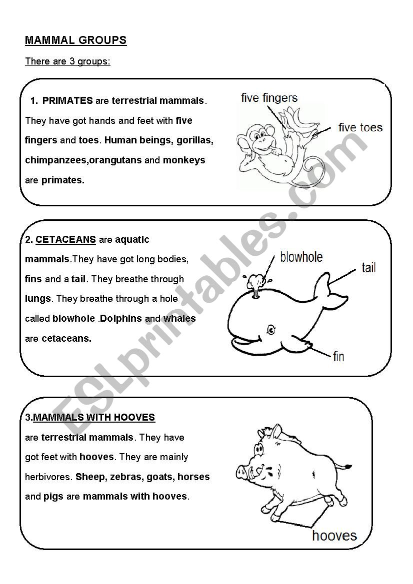 MAMMAL GROUPS worksheet