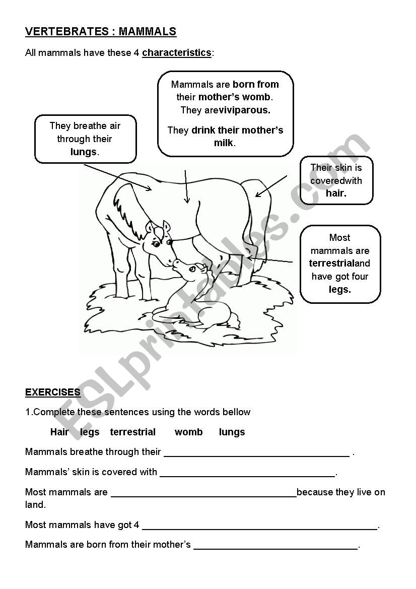 mammals characteristics worksheet