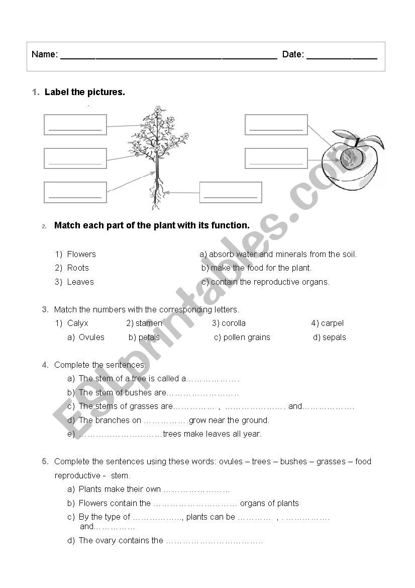 The world of plants worksheet