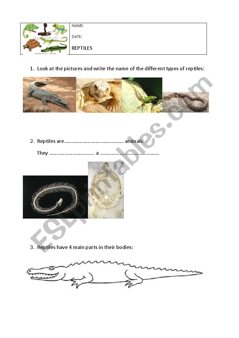 REPTILES worksheet