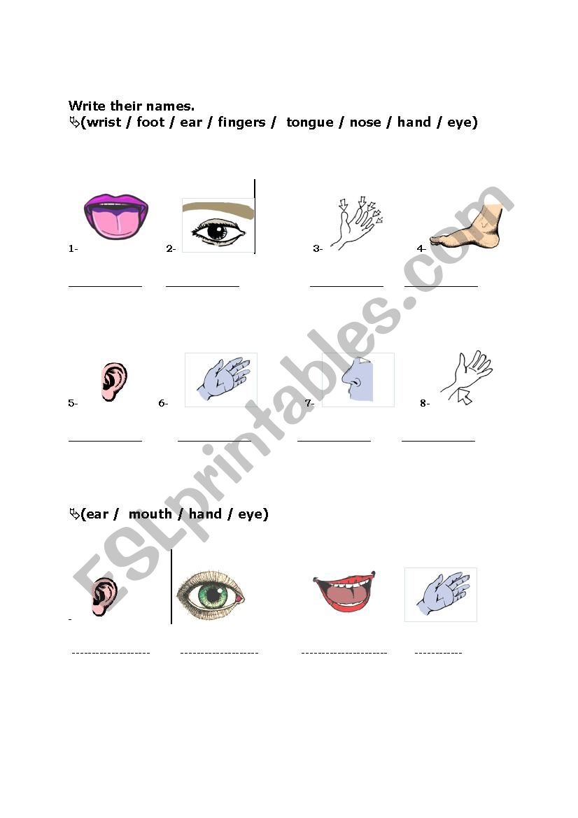 body parts worksheet