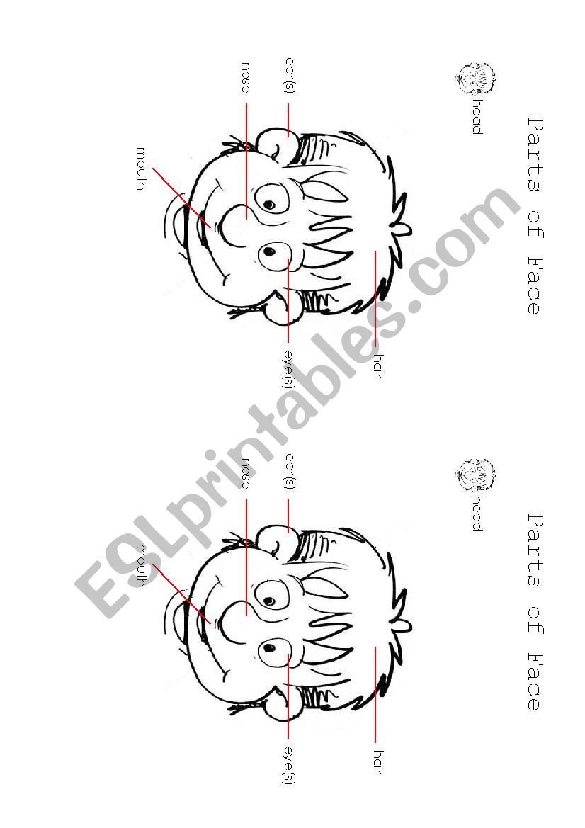 parts  of face worksheet