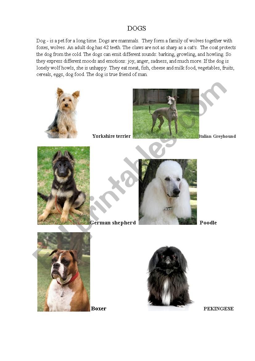 About dogs and their breeds worksheet