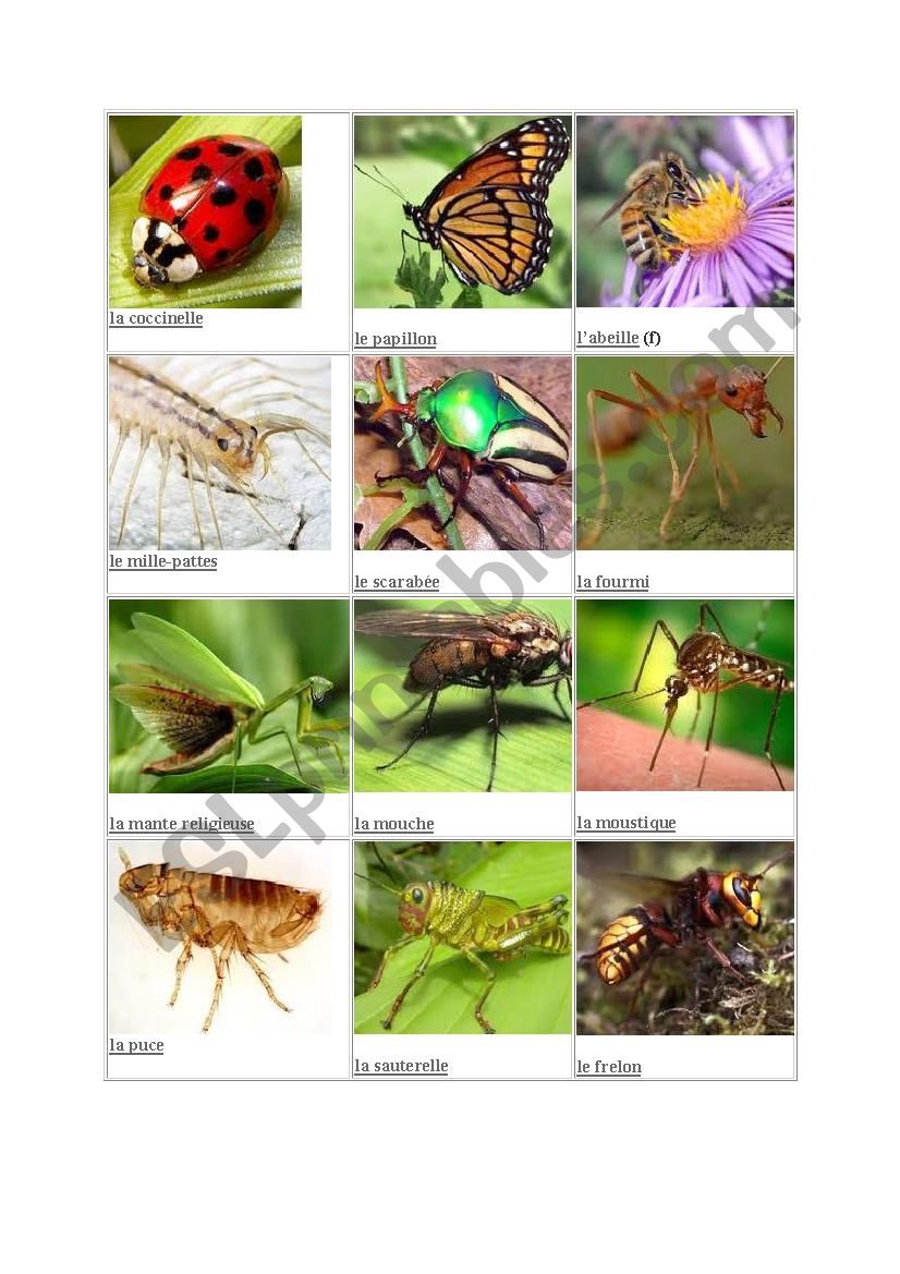 name the insect worksheet