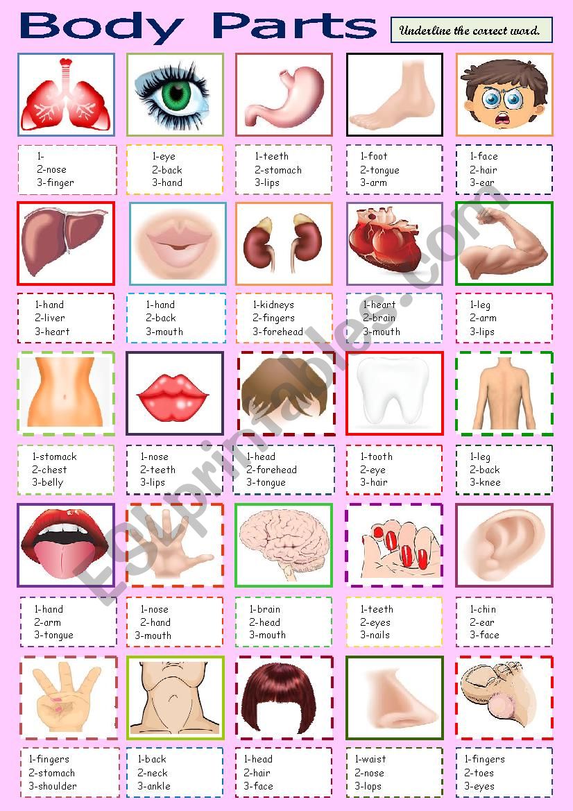 body parts worksheet