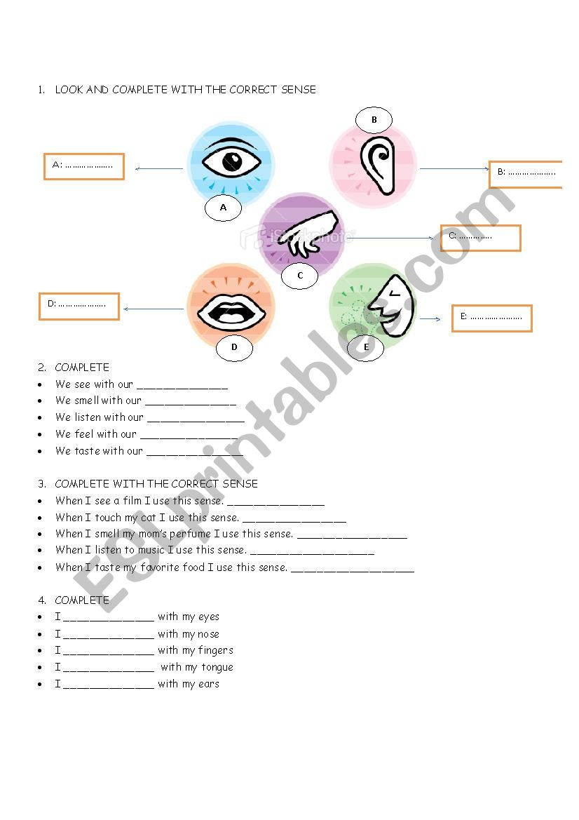 five sense worksheet worksheet