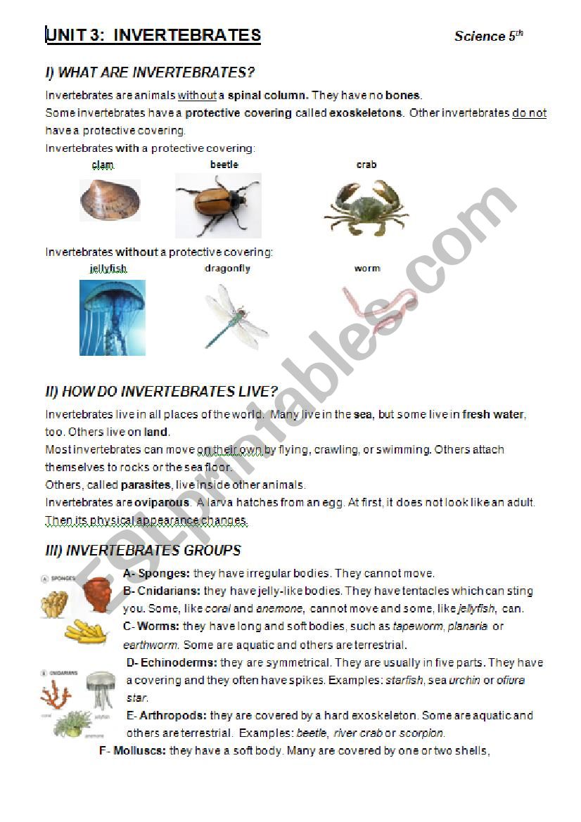 INVERTEBRATES worksheet