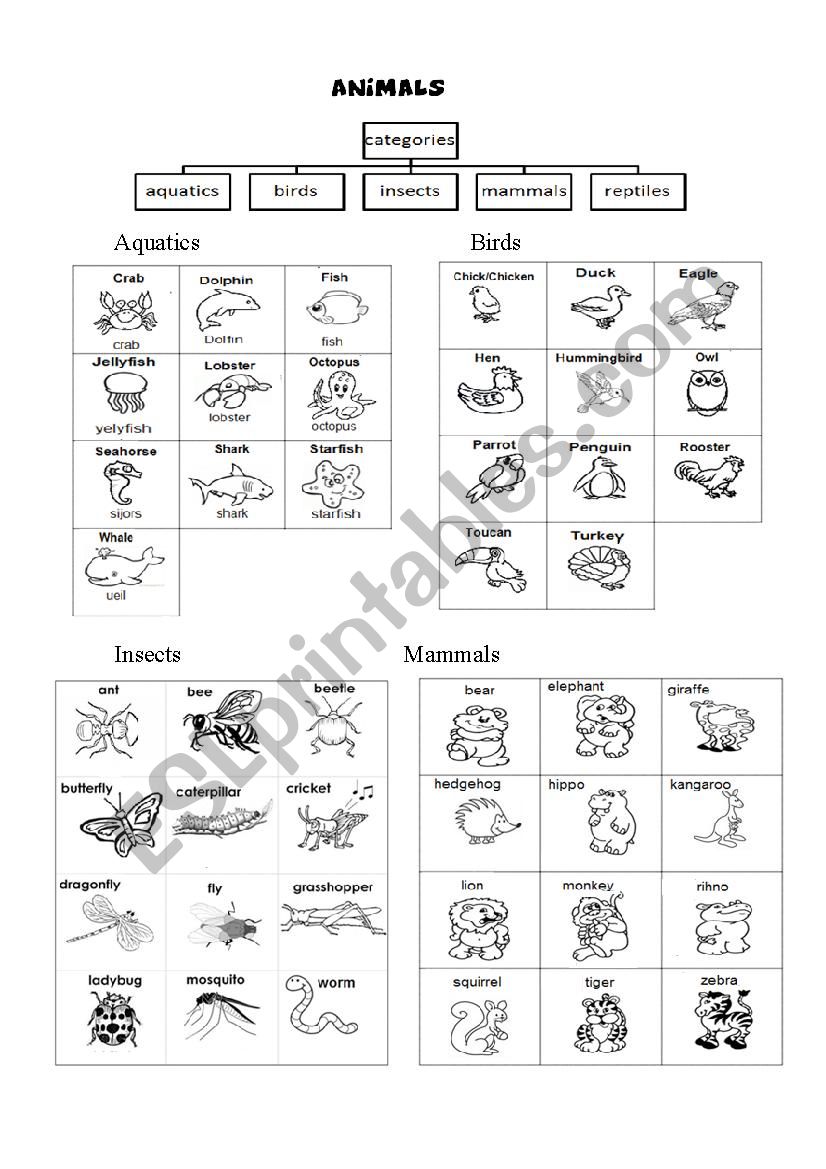 animals worksheet