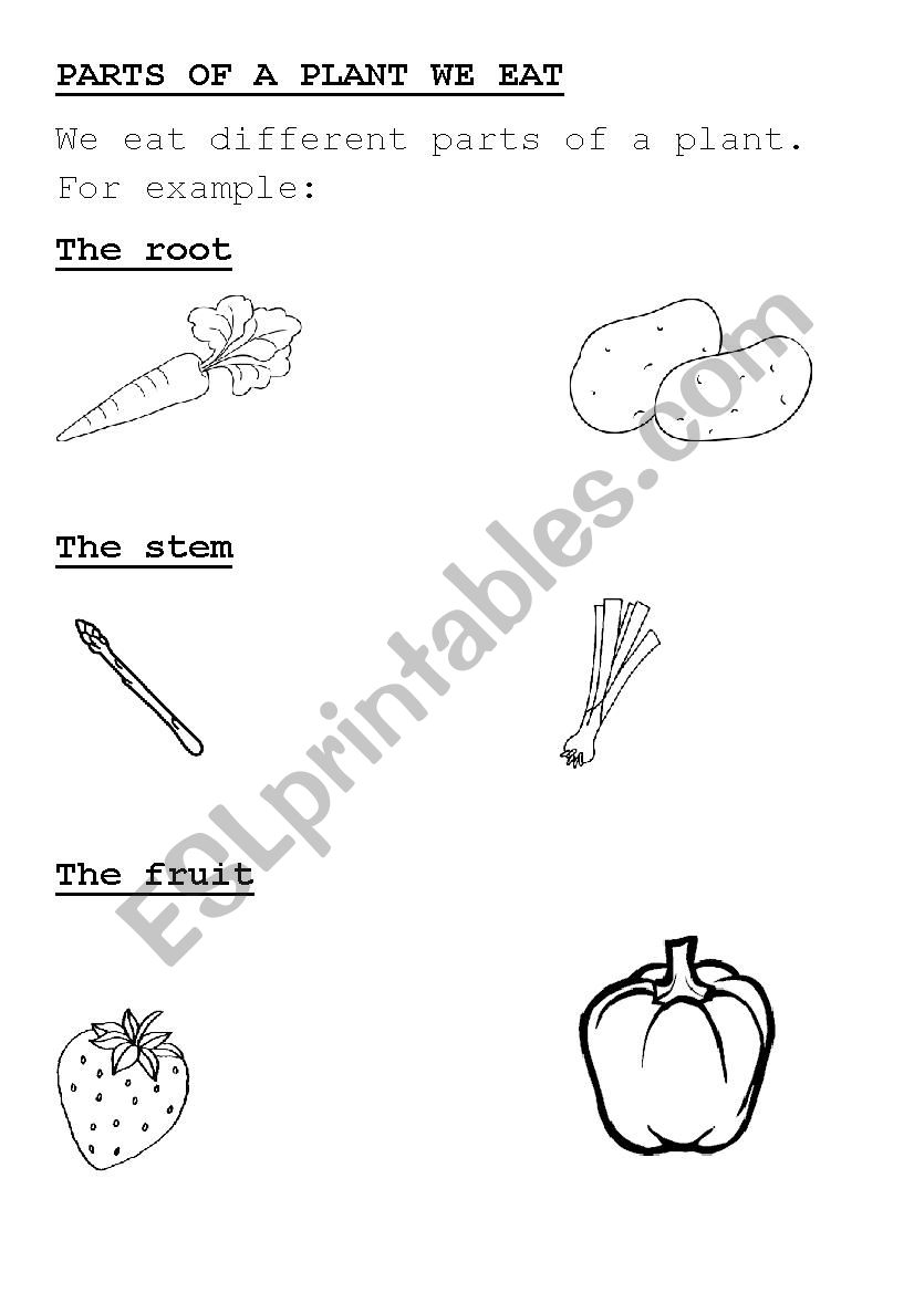 parts of a plant we eat worksheet