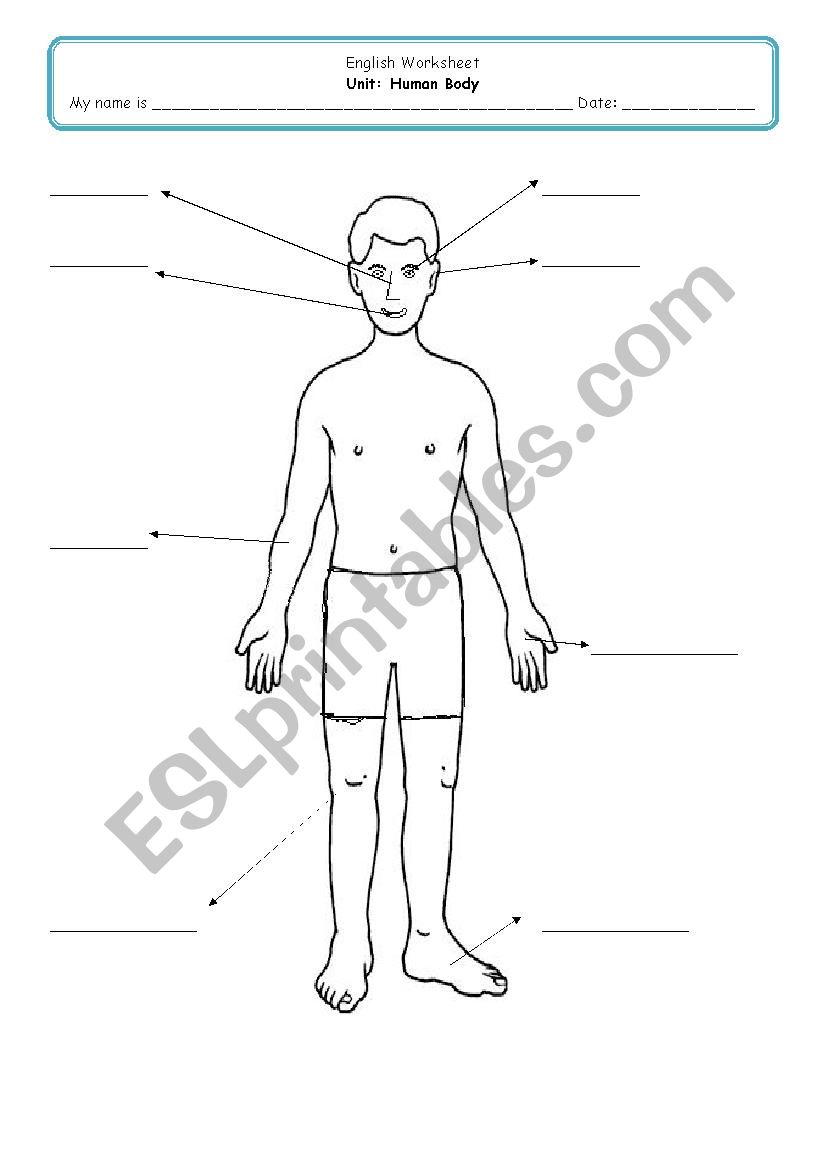 Human Body worksheet