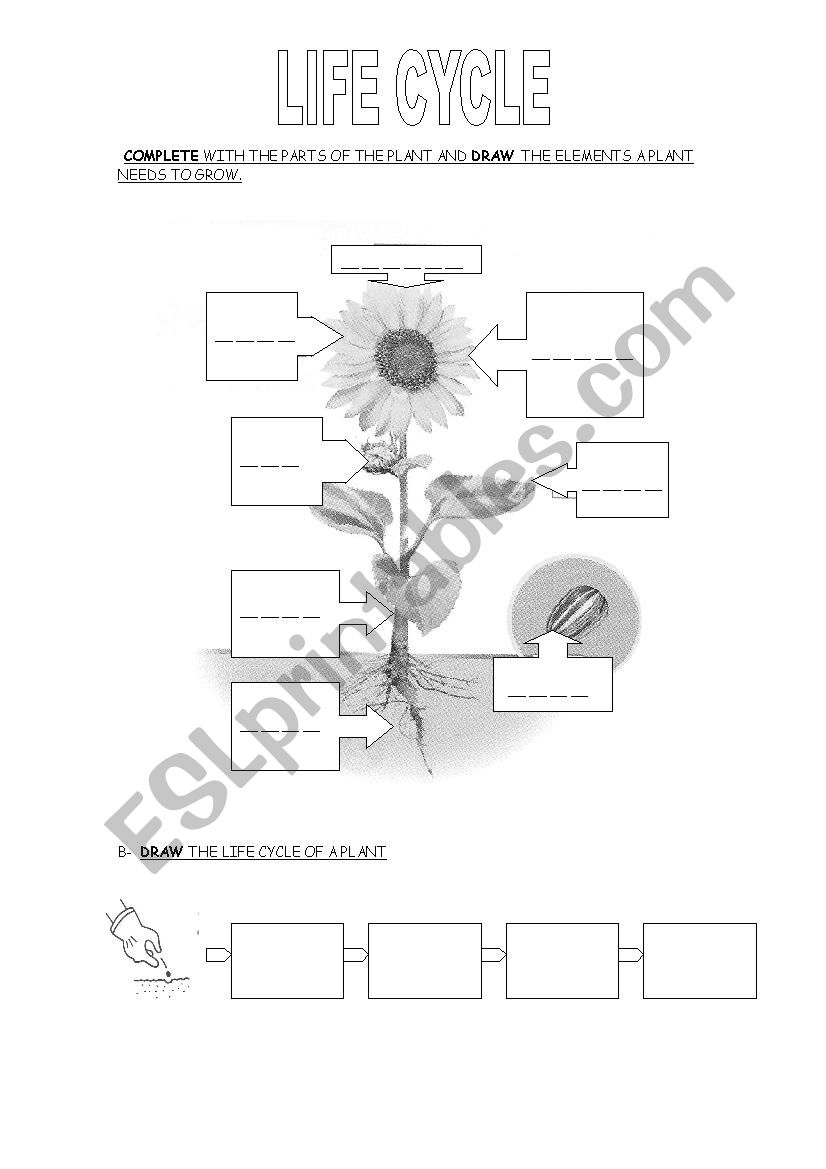 Animals and plants life cycle worksheet