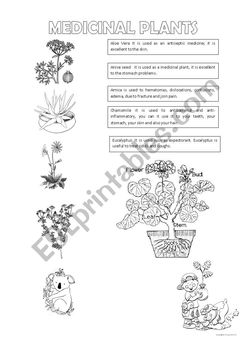 MEDICINAL PLANTS worksheet