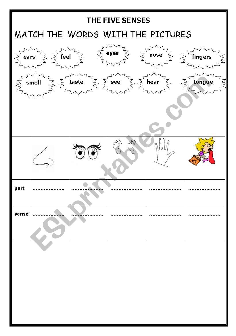 the five senses worksheet