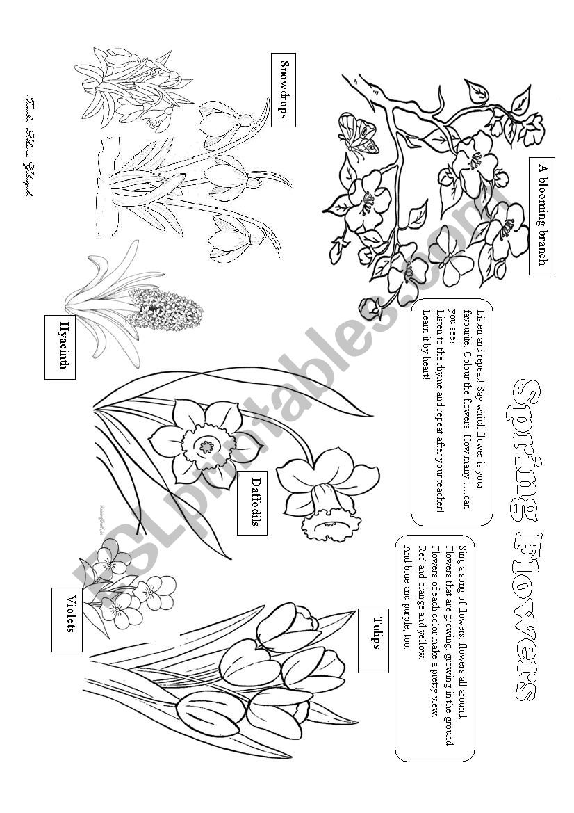 Spring flowers worksheet