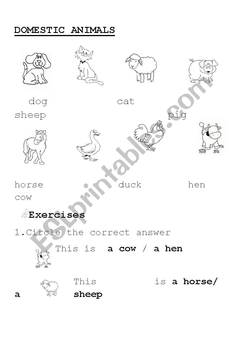 MAIN DOMESTIC ANIMALS worksheet