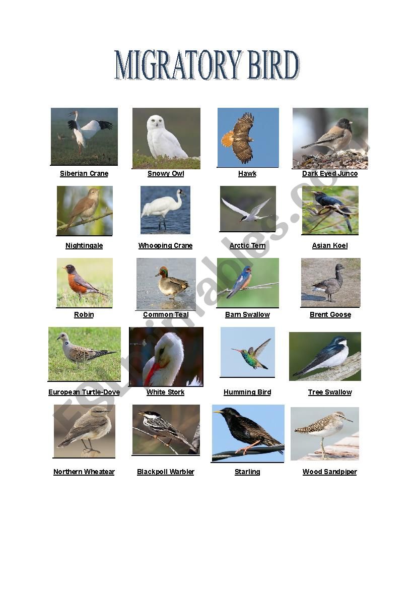 Migratory Bird Pictionary with Reading Comprehension - ESL worksheet by  barsa
