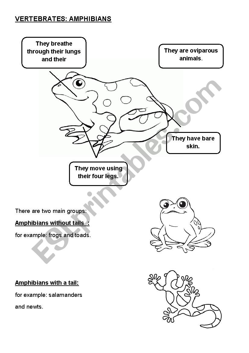 amphibians characteristics worksheet