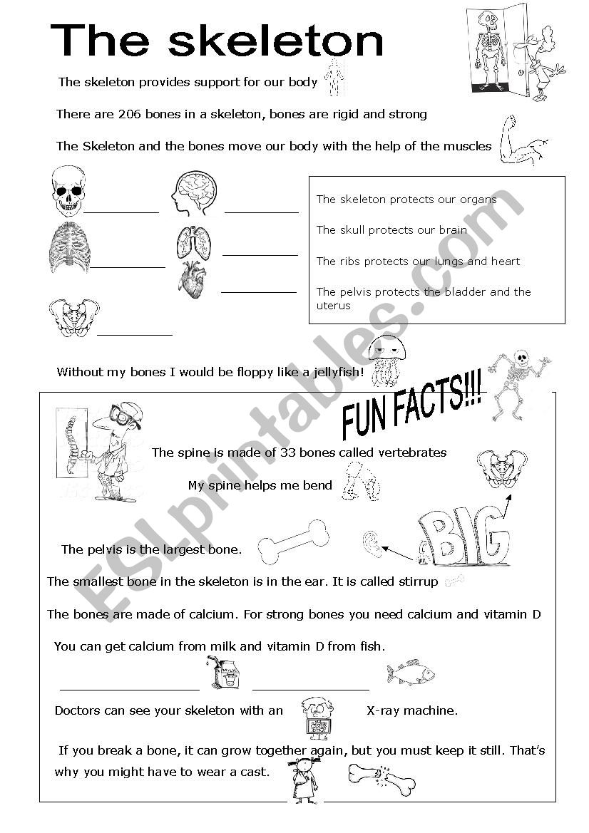 The skeleton worksheet