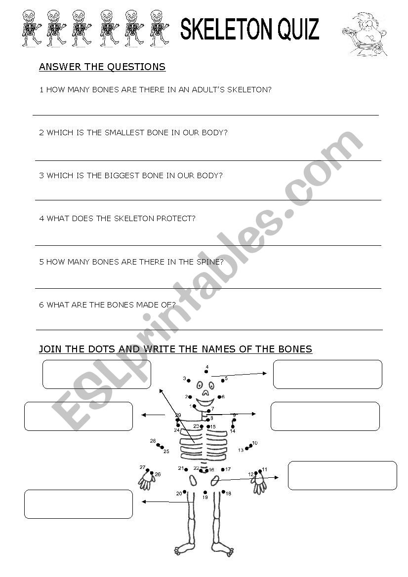 skeleton quiz worksheet