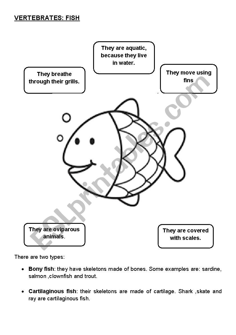 fish characteristics and groups
