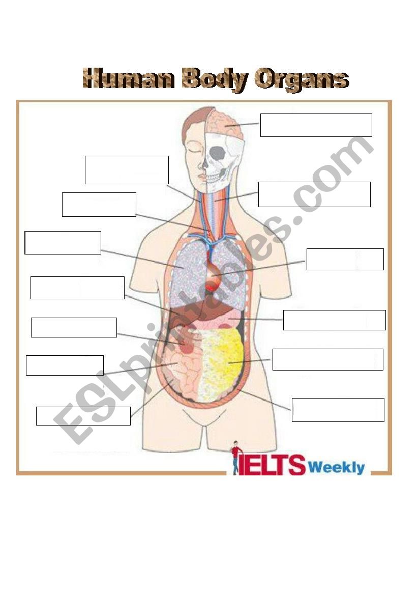 Human Body Organs Vocabulary - ESL worksheet by ninastoffel