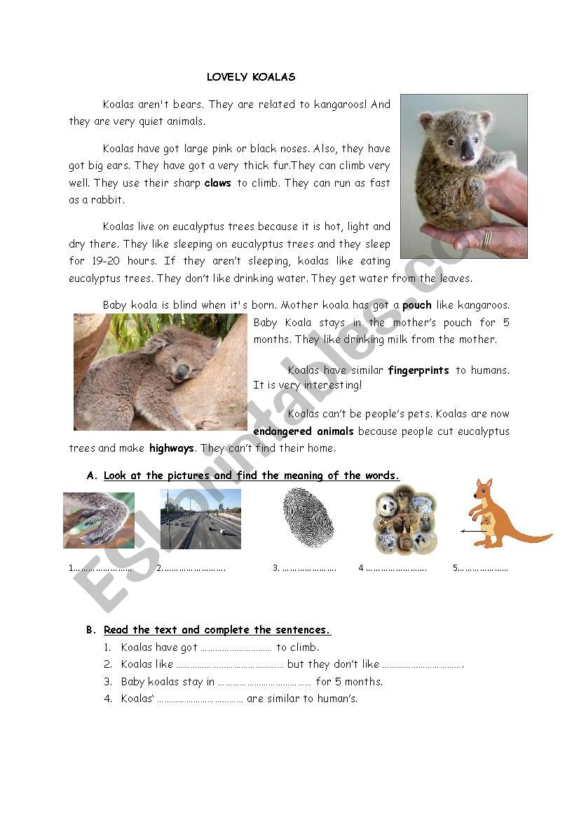 Lovely Koalas Reading worksheet