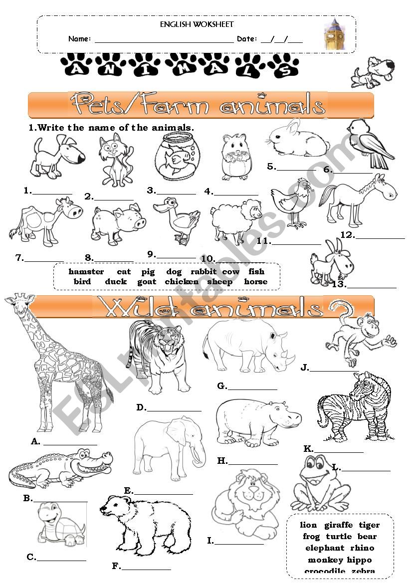 Animals worksheet worksheet