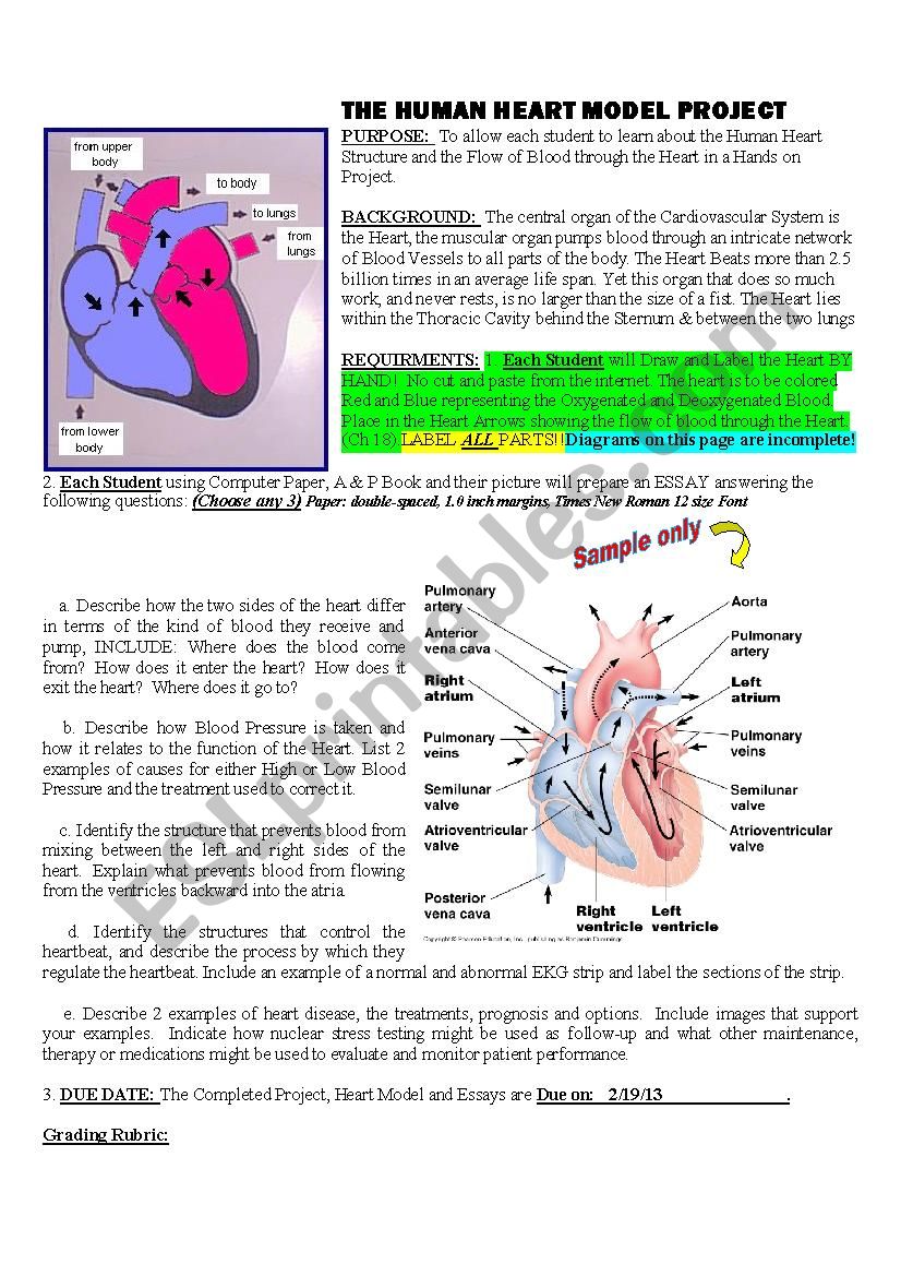 heart worksheet