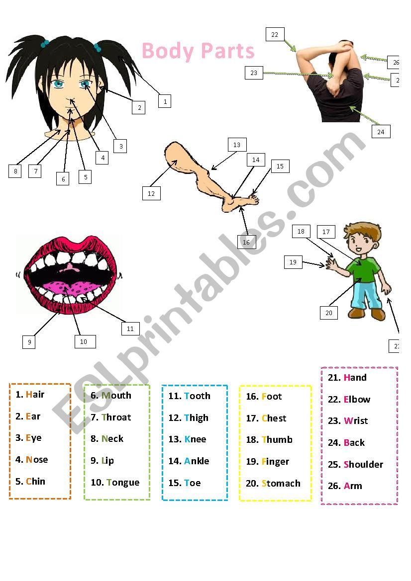 Body Parts worksheet