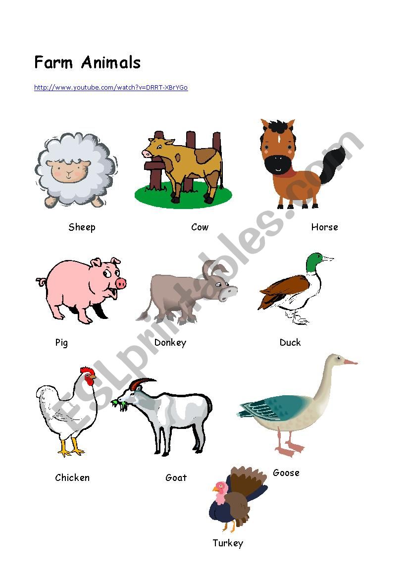 Animals worksheet