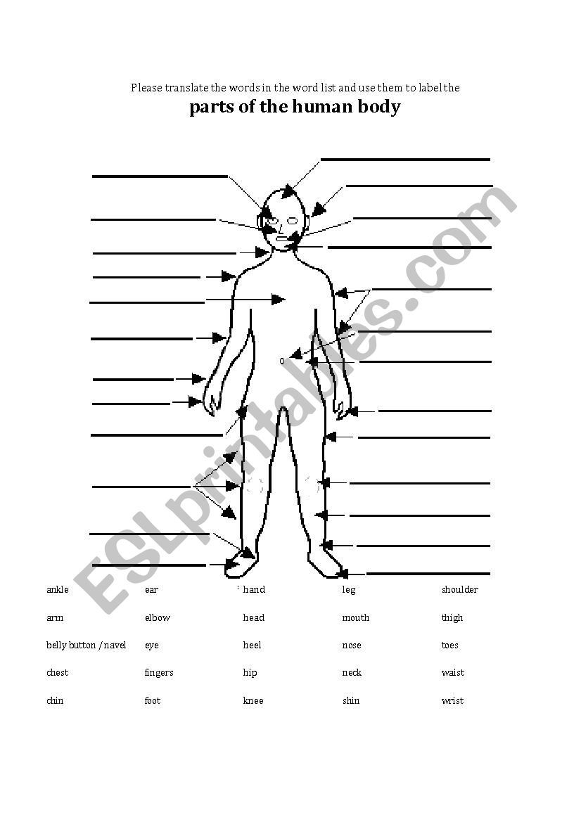 Body parts worksheet