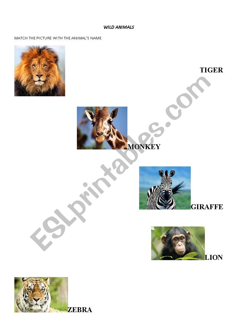 Wild animals worksheet