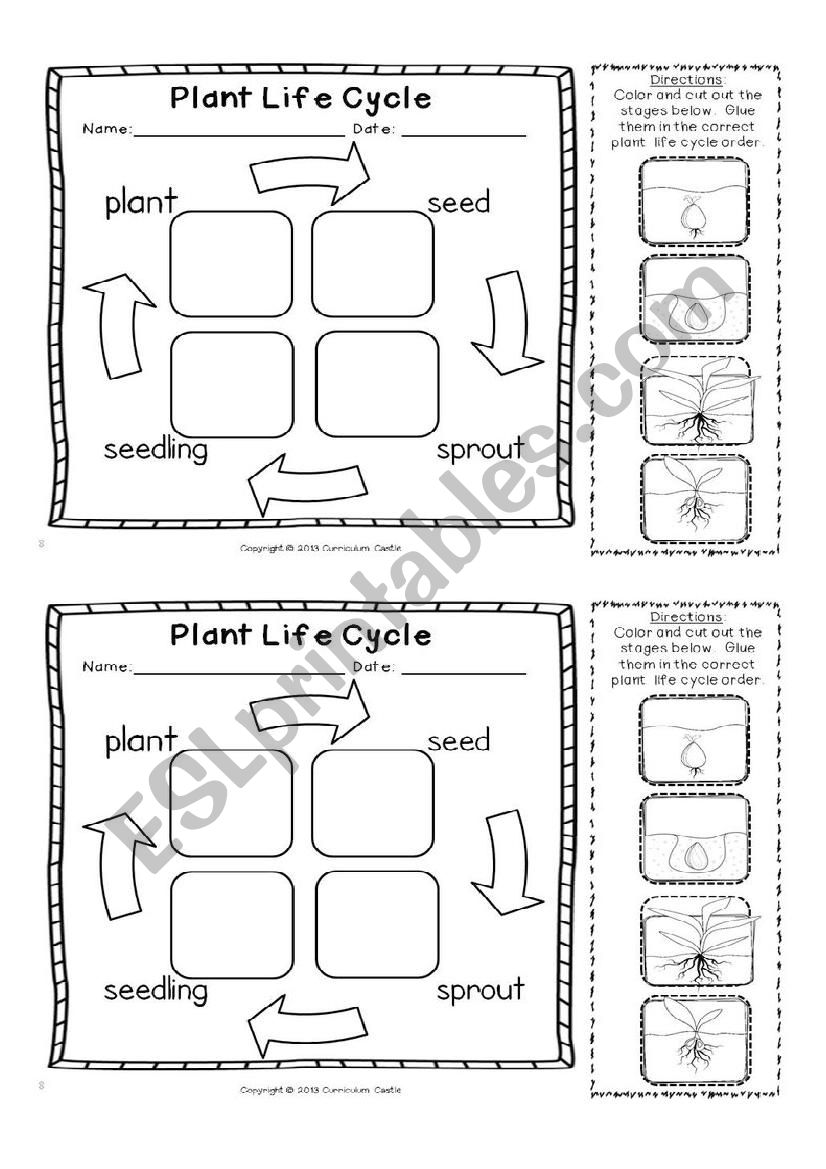 Plants life cycle worksheet