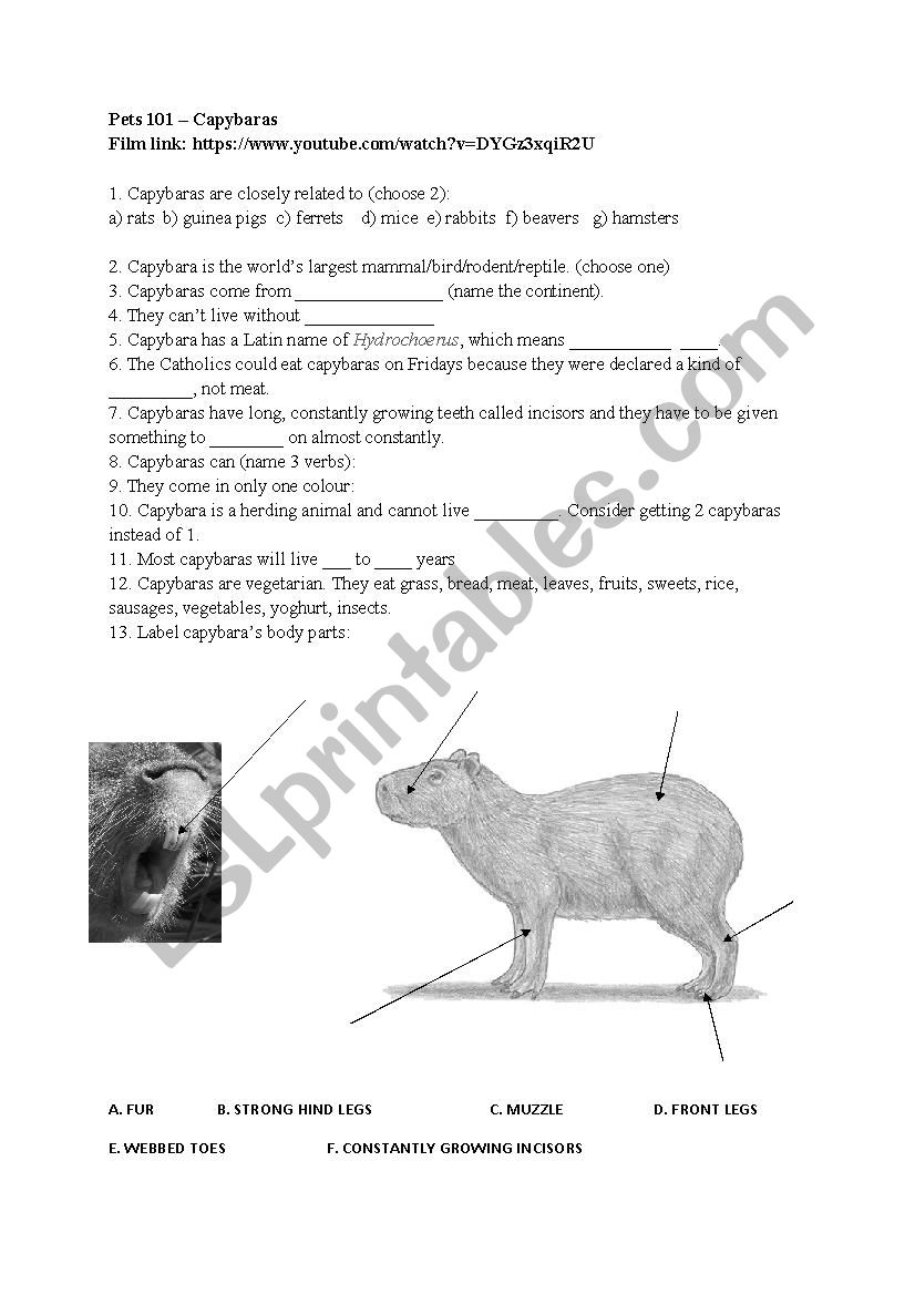 Pets 101 – Capybaras worksheet