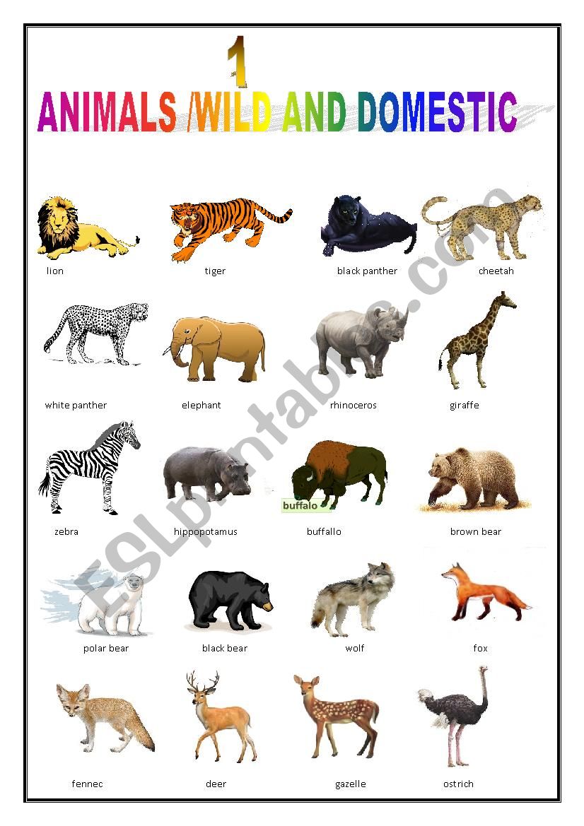 ANIMALS PICTIONARY worksheet