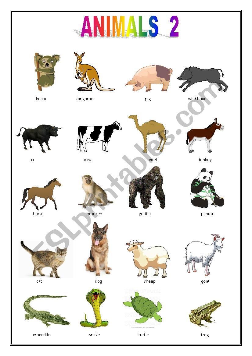 ANIMALS PICTIONARY  worksheet