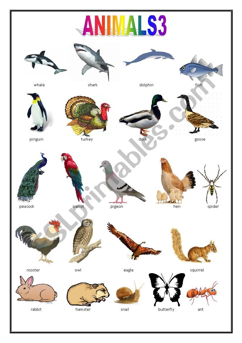 ANIMALS PICTIONARY 3 worksheet