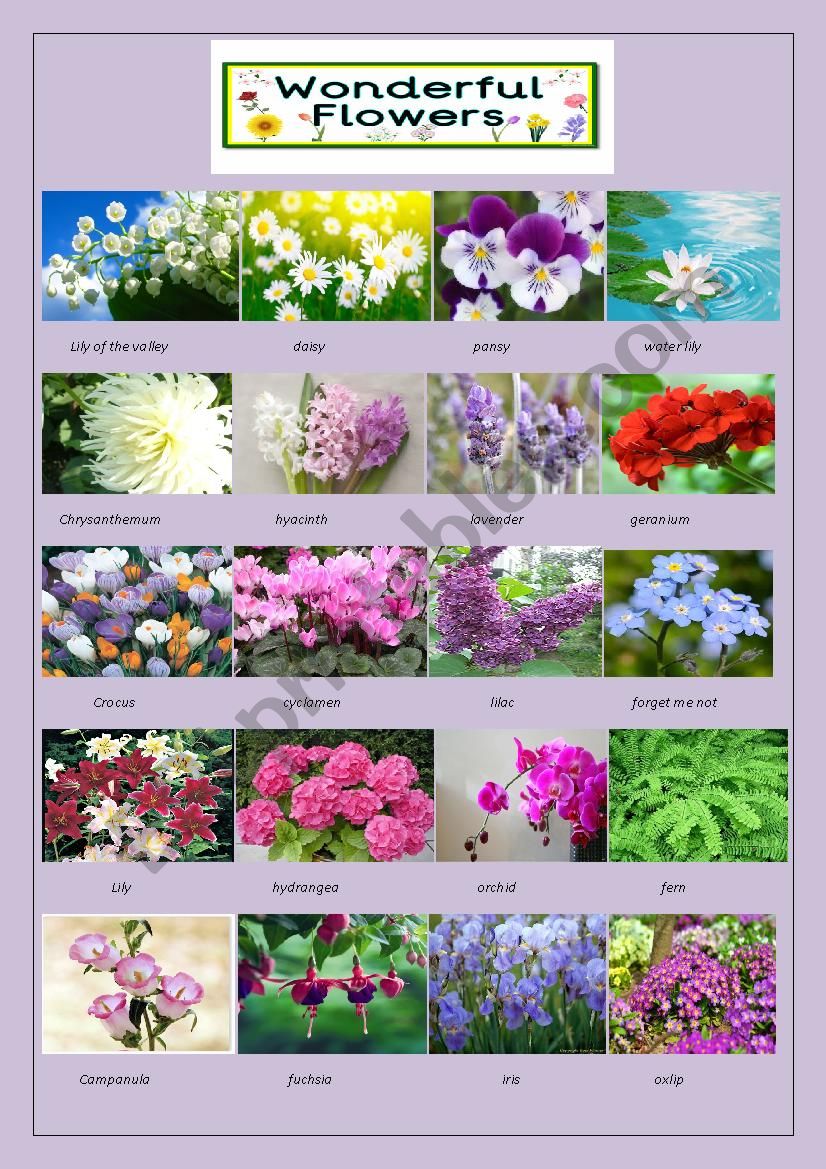 wonderful flowers worksheet