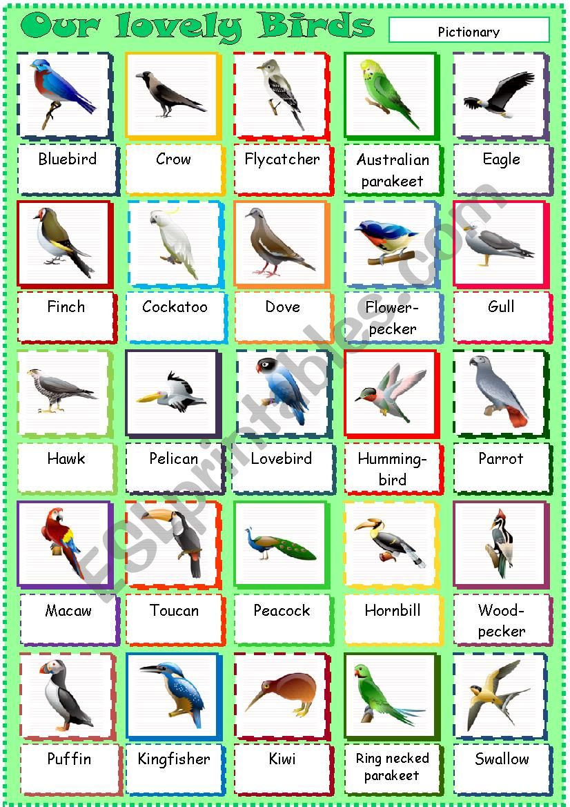 Our lovely Birds worksheet