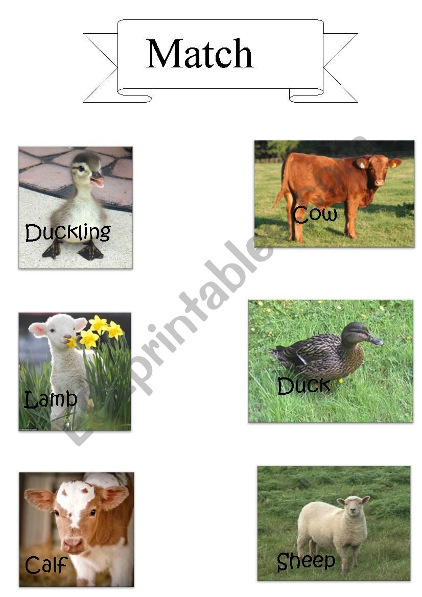 baby animals match up baby animals match up