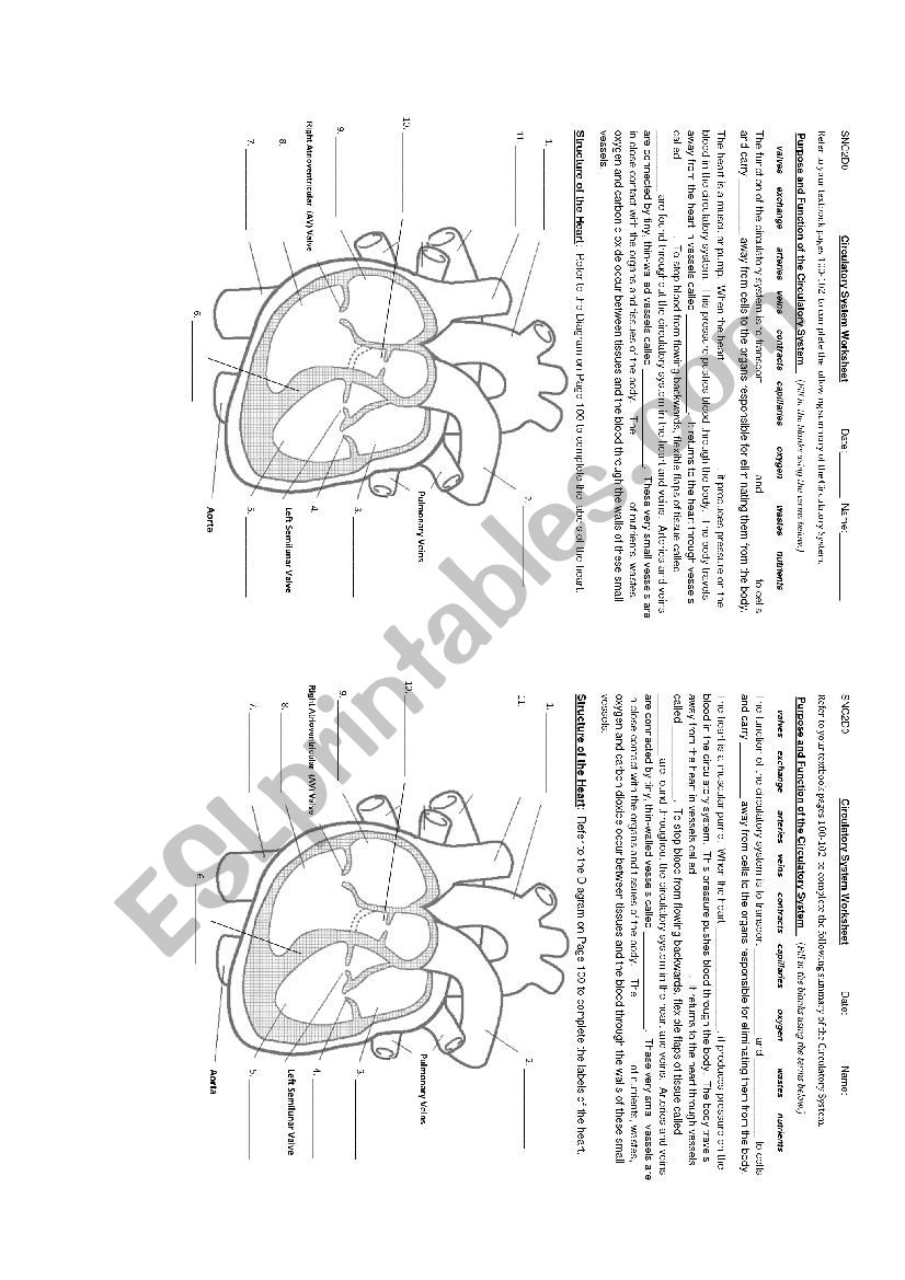 Circulatory System worksheet