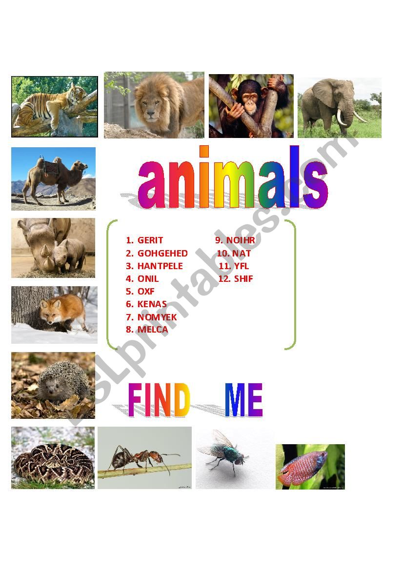 wild animals  worksheet