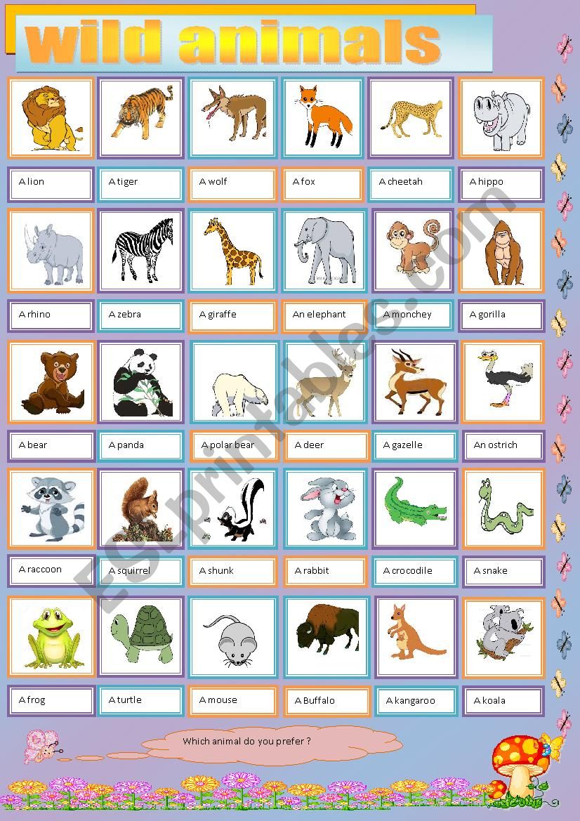 wild animals  worksheet