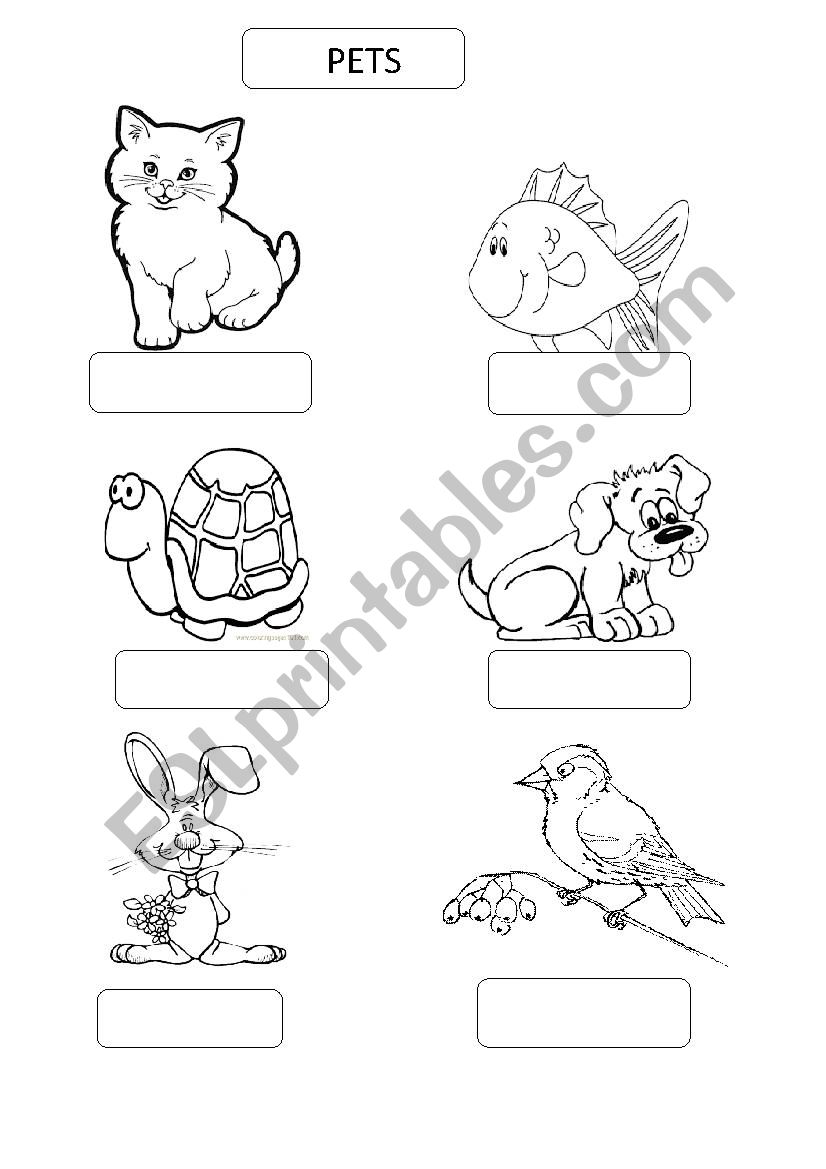 pets worksheet