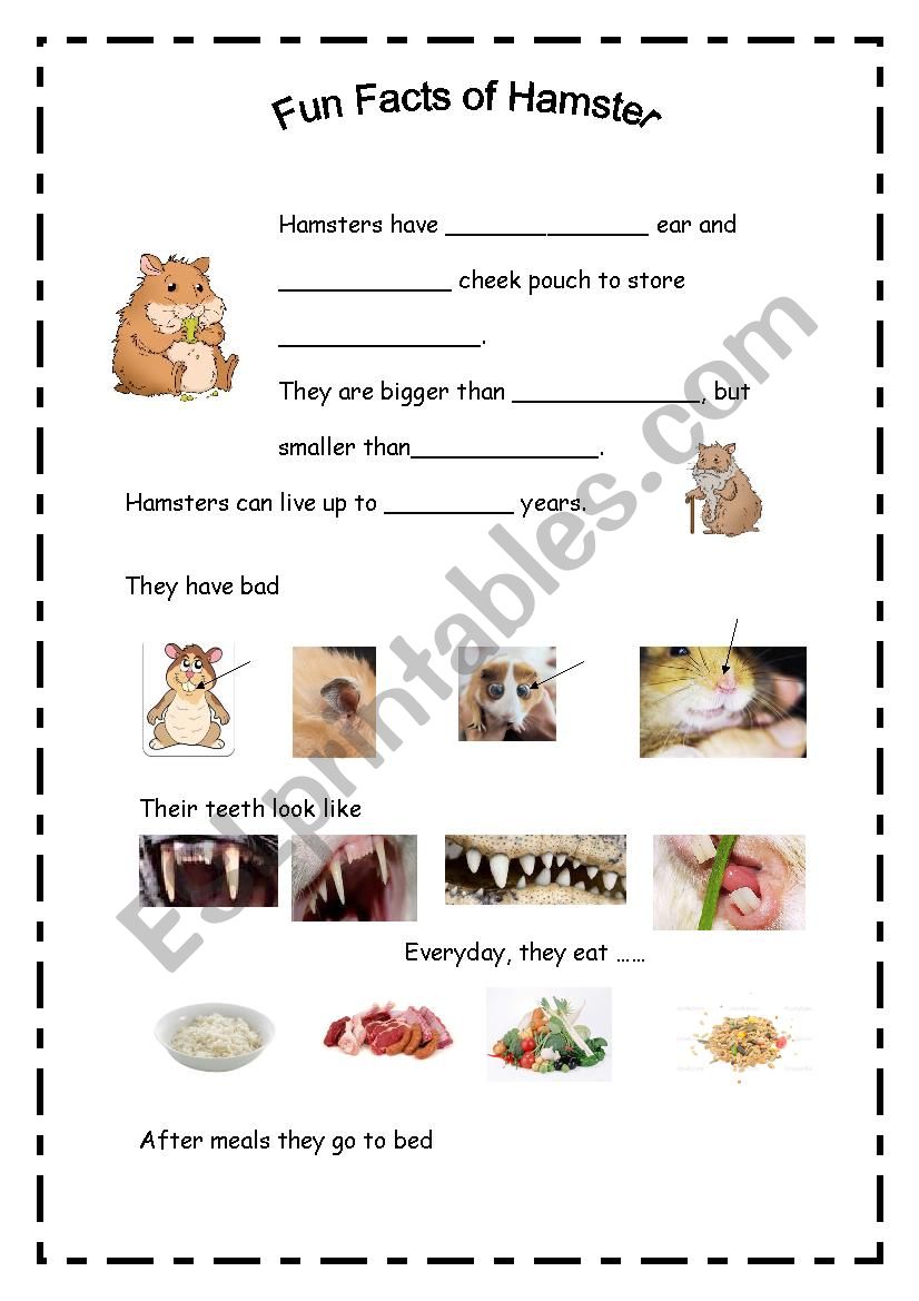 Fun Facts of Hamster  worksheet