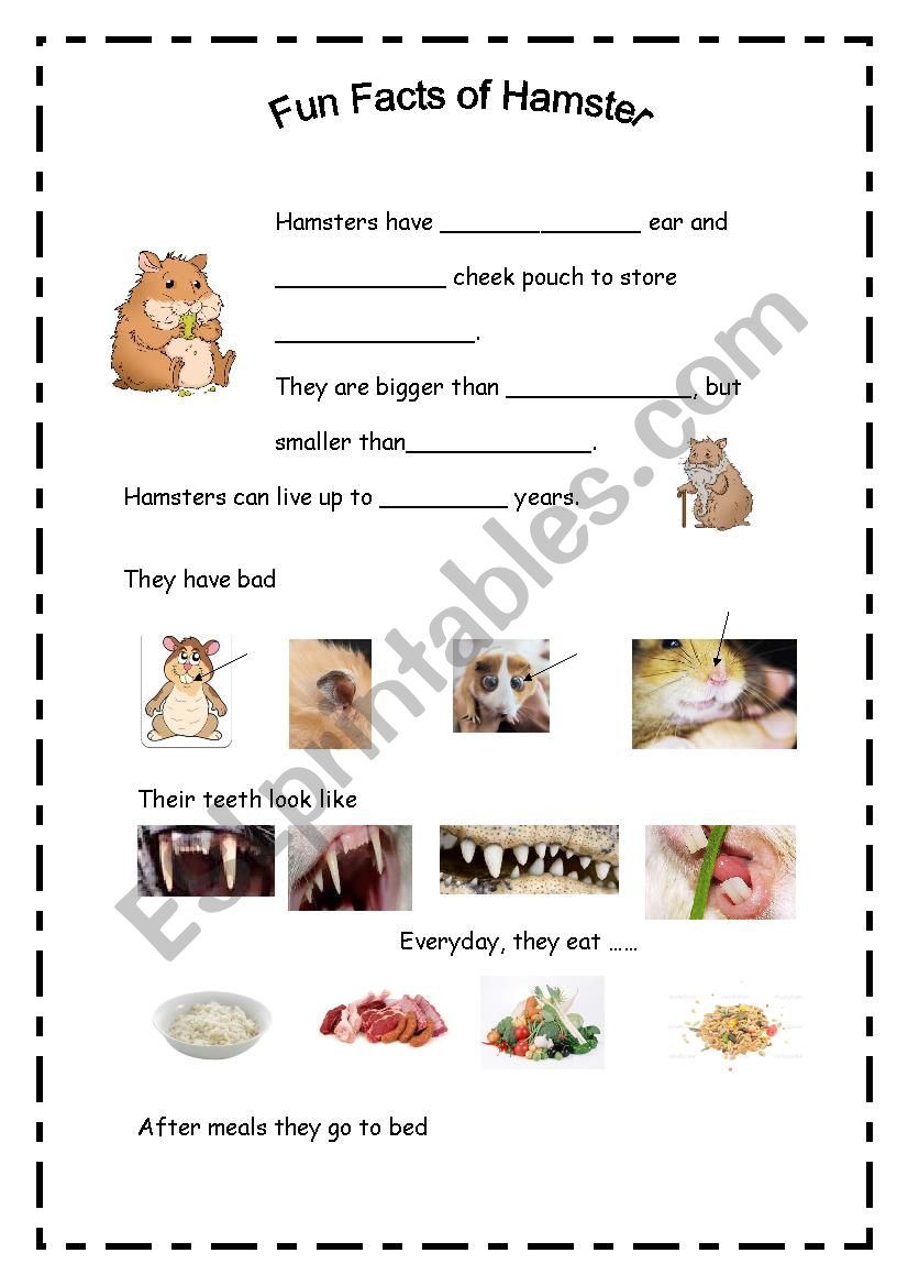 Hamster Facts. Amazing Facts About Hamsters