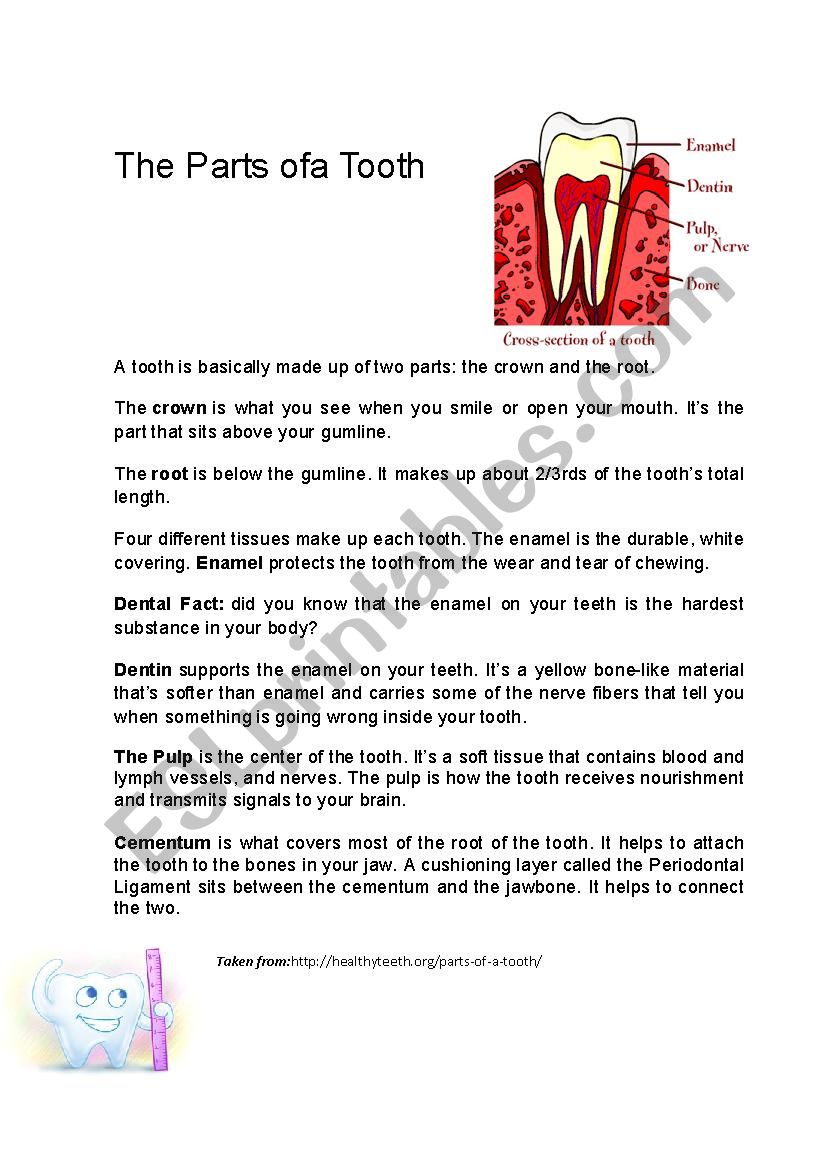 PARTS OF THE TOOTH worksheet